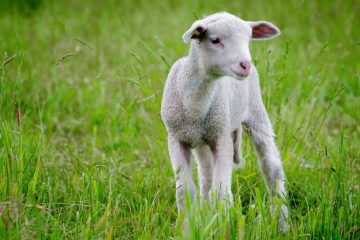 LE BOUC-ÉMISSAIRE